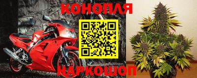 сатива Кингисепп
