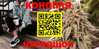 сатива Кингисепп